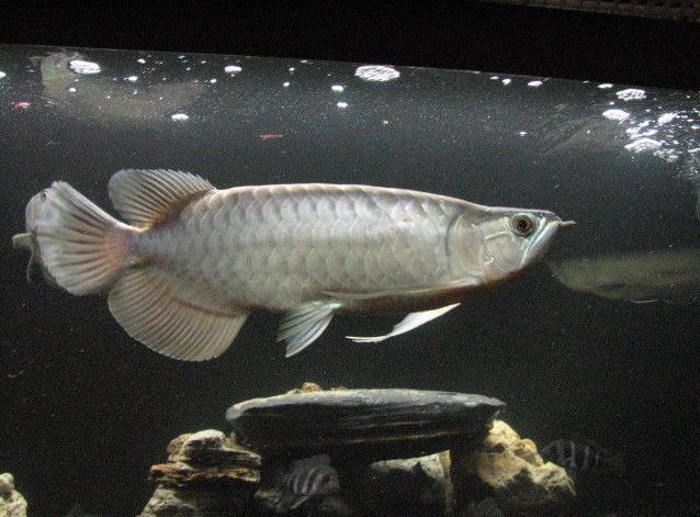 比较有灵性的中大型观赏鱼,威武霸气的观赏鱼有哪些品种