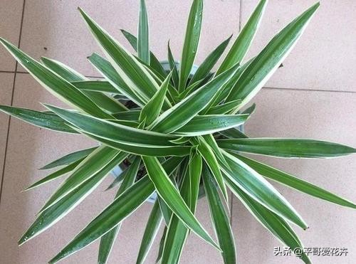 金边吊兰叶尖发黑怎么回事,油画吊兰叶尖发枯发黑是怎么回事