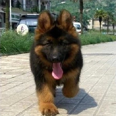 德牧幼犬定点训练大小便,训练德牧犬简单方法