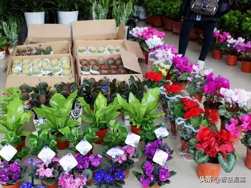 浦东最大最便宜的花卉市场地址,带你走进中国最大的海鲜批发市场