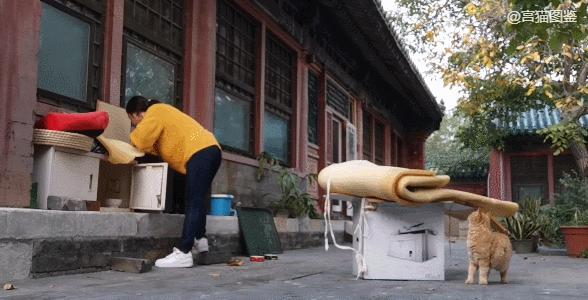 二十多岁进宫,在紫禁城中撸猫8年,她揭开了不为人知的故宫往事