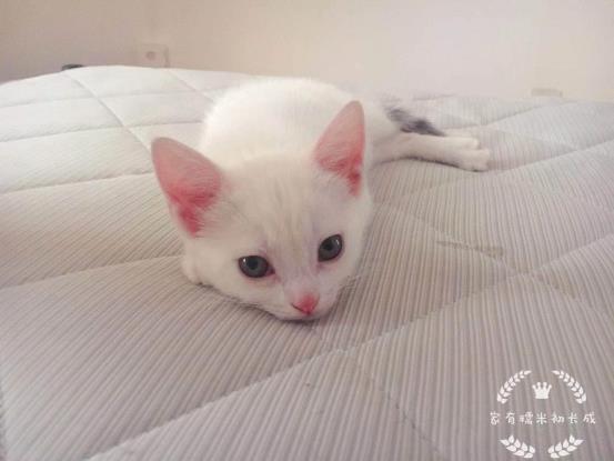 猫咪体外驱虫一般驱什么虫,猫咪体外驱虫什么药驱得全面