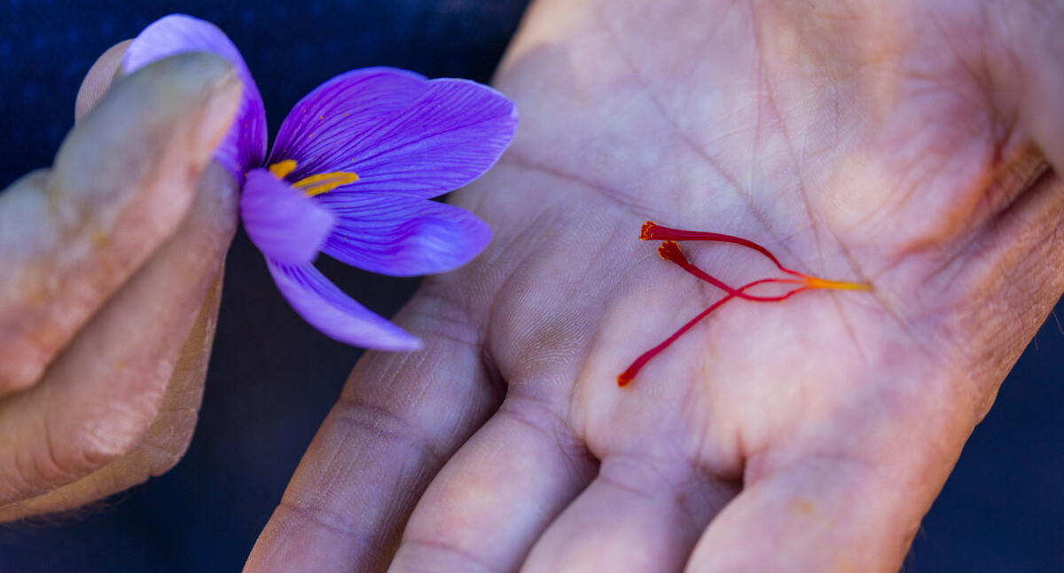 藏红花为什么泡水是金黄色,藏红花泡水为什么是金黄色