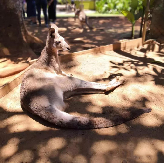 澳大利亚二年游学,去澳洲游学