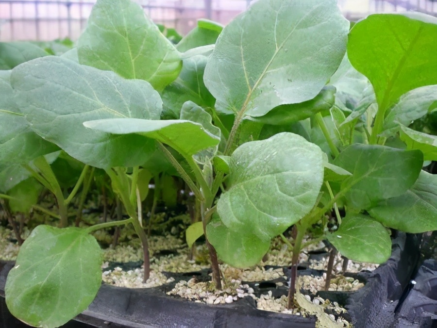 茄子病害绵疫病,茄子绵疫病