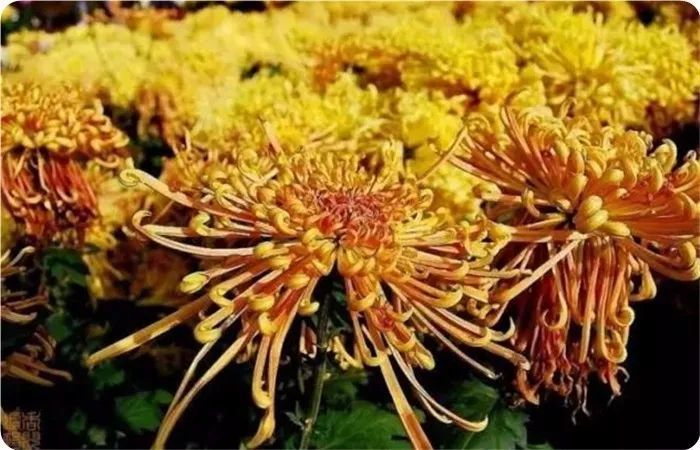 菊花100幅欣赏,菊花的十大绝美诗句