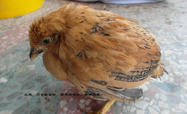 鸡小肠球虫最佳治疗方案,散养鸡怎样预防球虫