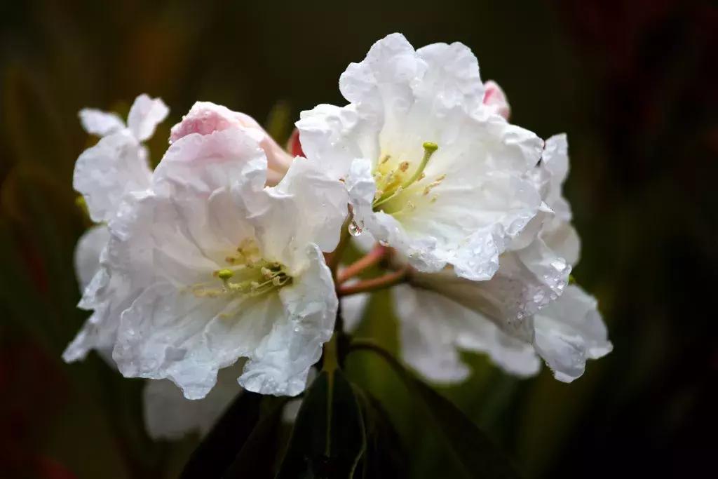 凉山州哪里可以赏花,西昌赏花攻略