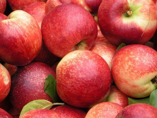 贵州桃子品种照片,贵州哪里是桃子种植基地