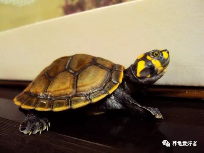 天气冷龟龟冬眠怎么办,龟不用加热棒怎么给龟加温