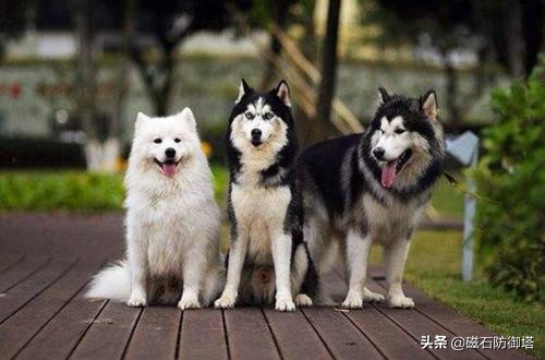 进击的哈士奇：傲立于极地的风之子