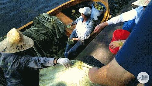 半天卖出500斤！这玩意全身是宝，一到秋天杭州人就扎堆去吃