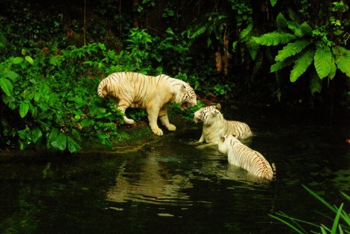 新加坡景点排行榜前十名,新加坡旅游攻略必玩的景点