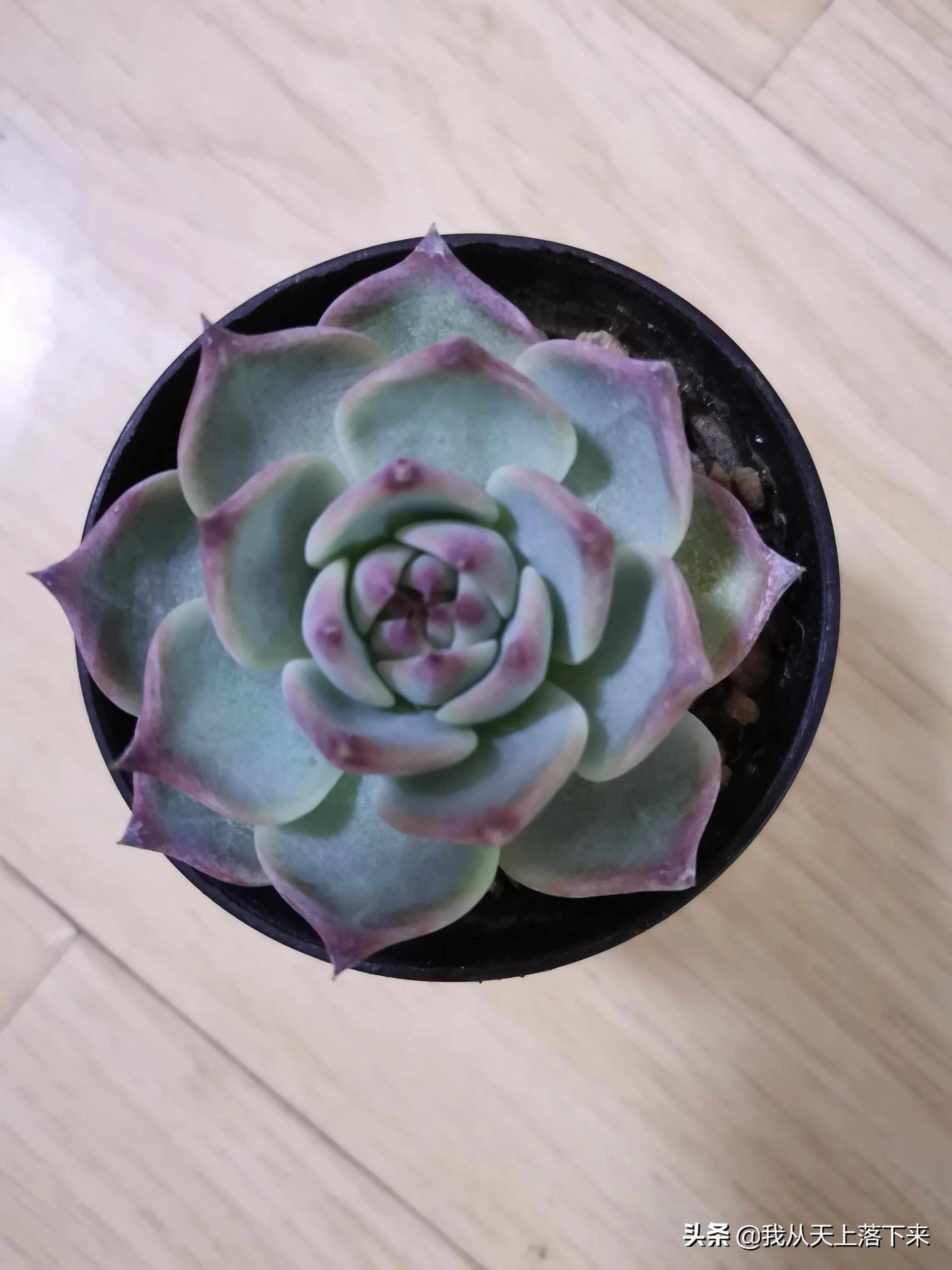 89种常见多肉植物品种图，实物拍摄，还不认识的小伙伴赶紧收藏好