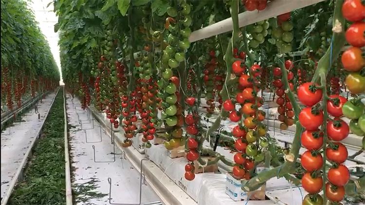 现在农业为什么越来越难做,农业为什么越来越难挣钱了