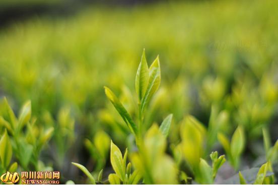 双节特惠川味美食,宜宾美食地道美食