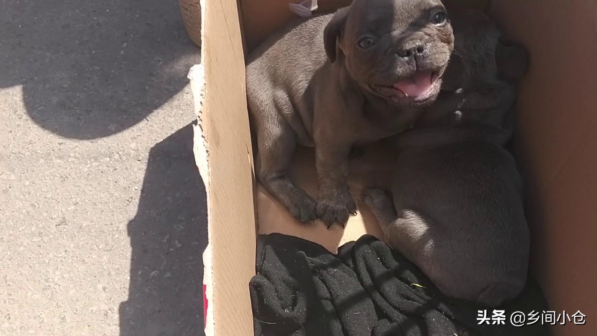 豫东最大狗市在哪里 (豫东南最大的狗市在哪里)