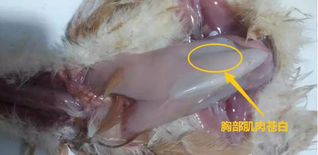 鸡支气管堵塞最快解决办法,鸡急性支堵用什么药最有效