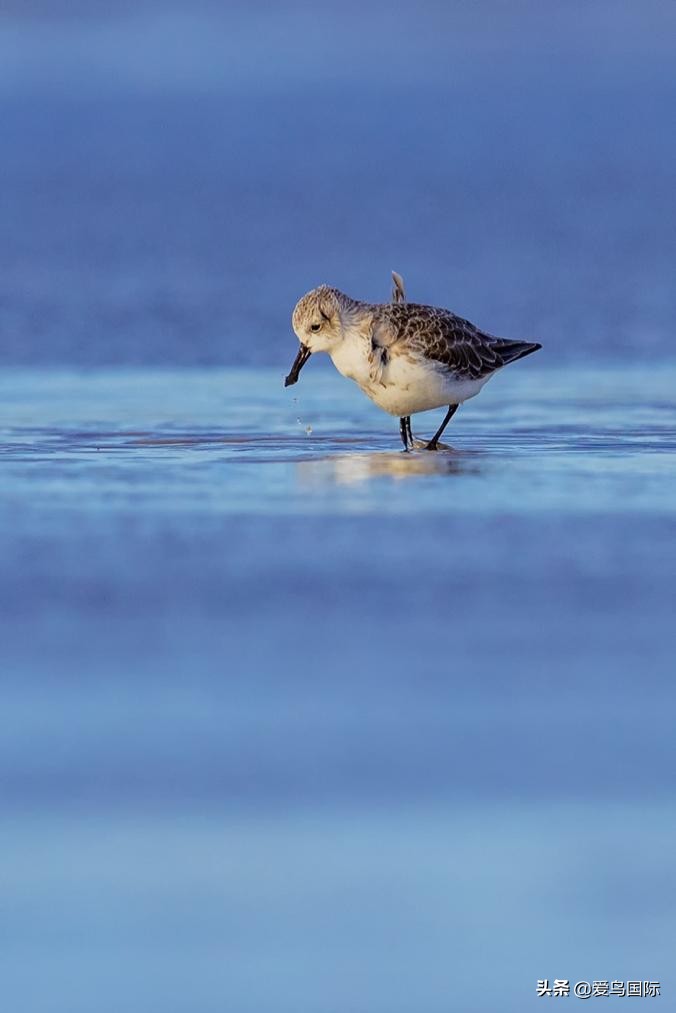 勺嘴鹬自带饭勺的小萌物,自带饭勺的勺嘴鹬