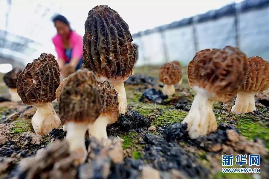 有颜值有气质才是乡村的新模样,既有颜值又有气质