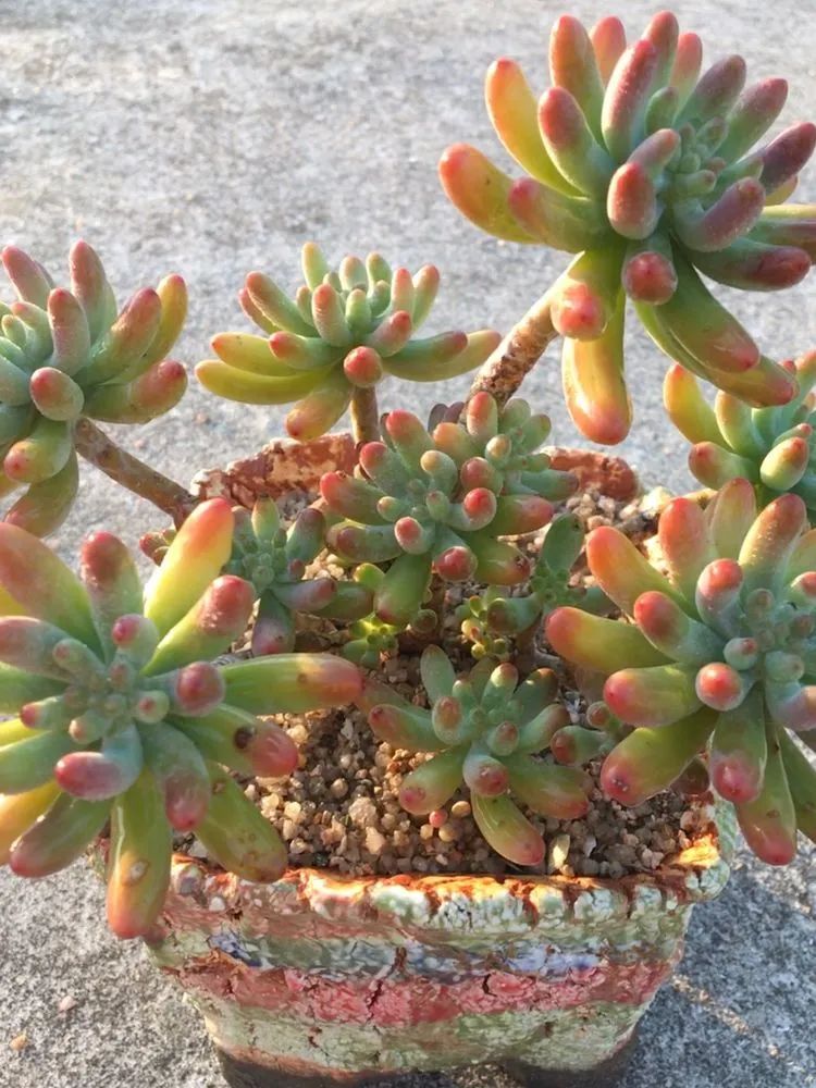 五颜六色的透明多肉,颜色超好看的多肉