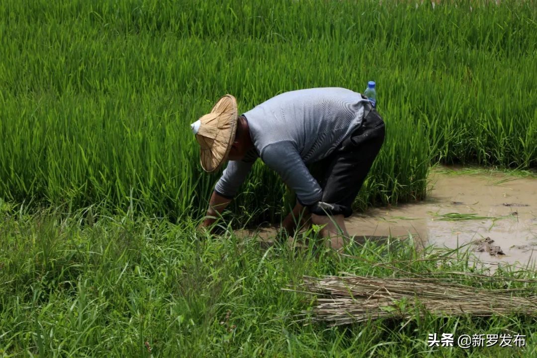 山水文化新罗,山水田园生态旅游节