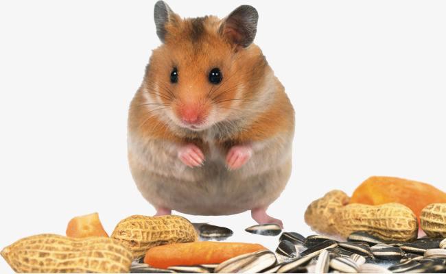 写给宝宝的为什么（10）仓鼠在冬天藏各种果实是为什么呢？