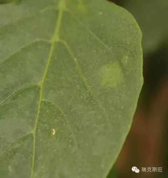 白芨病害及防治,白粉病发病规律防治措施