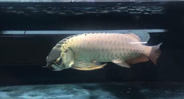 立达七彩过背金龙价格,立达过背金龙在哪买