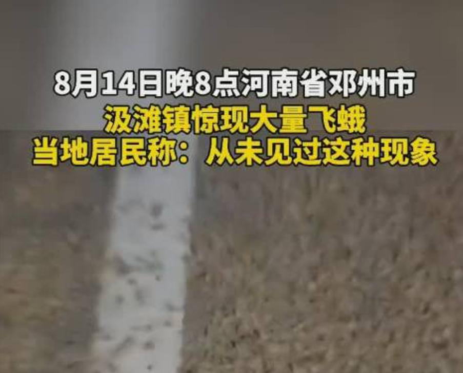 河南邓州惊现飞虫集聚，被传为“涨水蛾”，它们的出现意味什么？