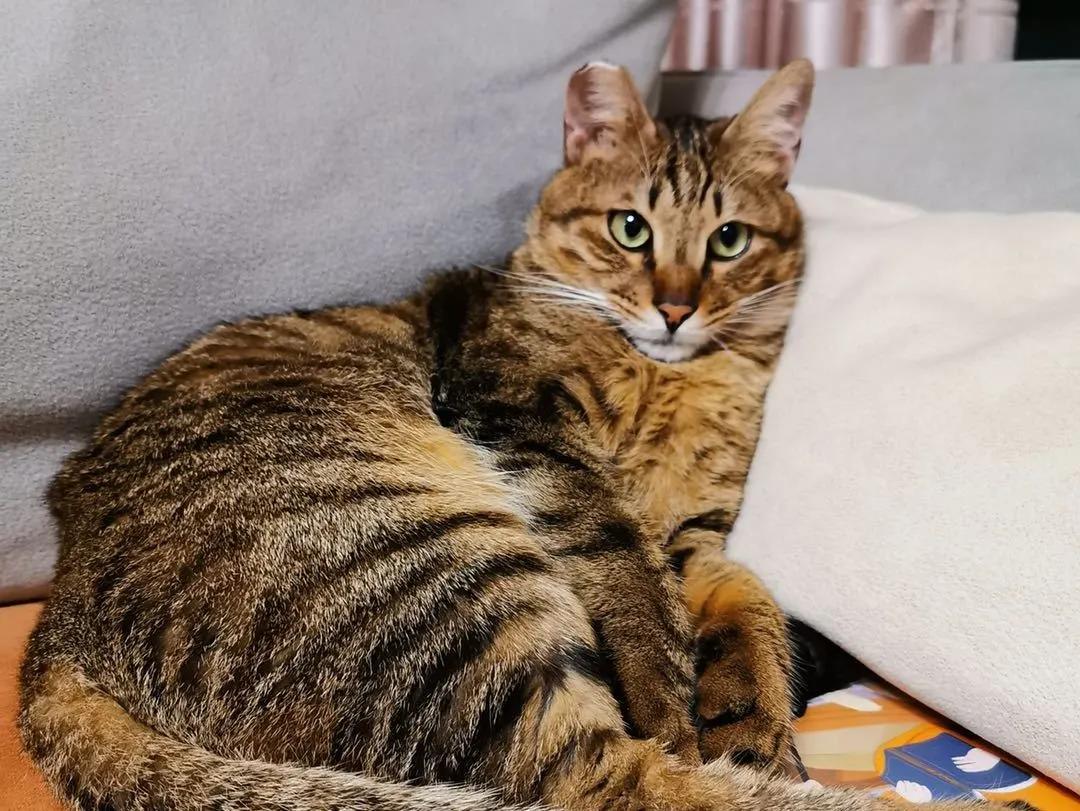 跟着我们猫狗大联盟，你会有喵的！黄阿姨猫咪领养专场