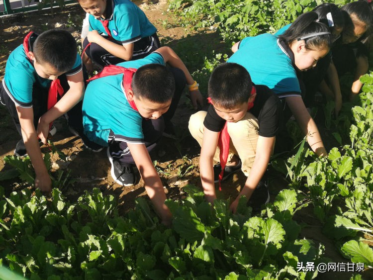 延安甘泉：播种绿色希望，收获金色成长——记甘泉县第三小学综合实践活动