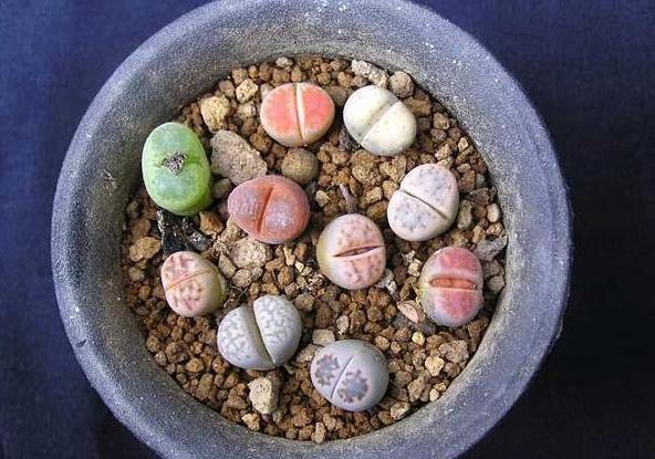 多肉生石花怎么移栽,生石花最好养的多肉