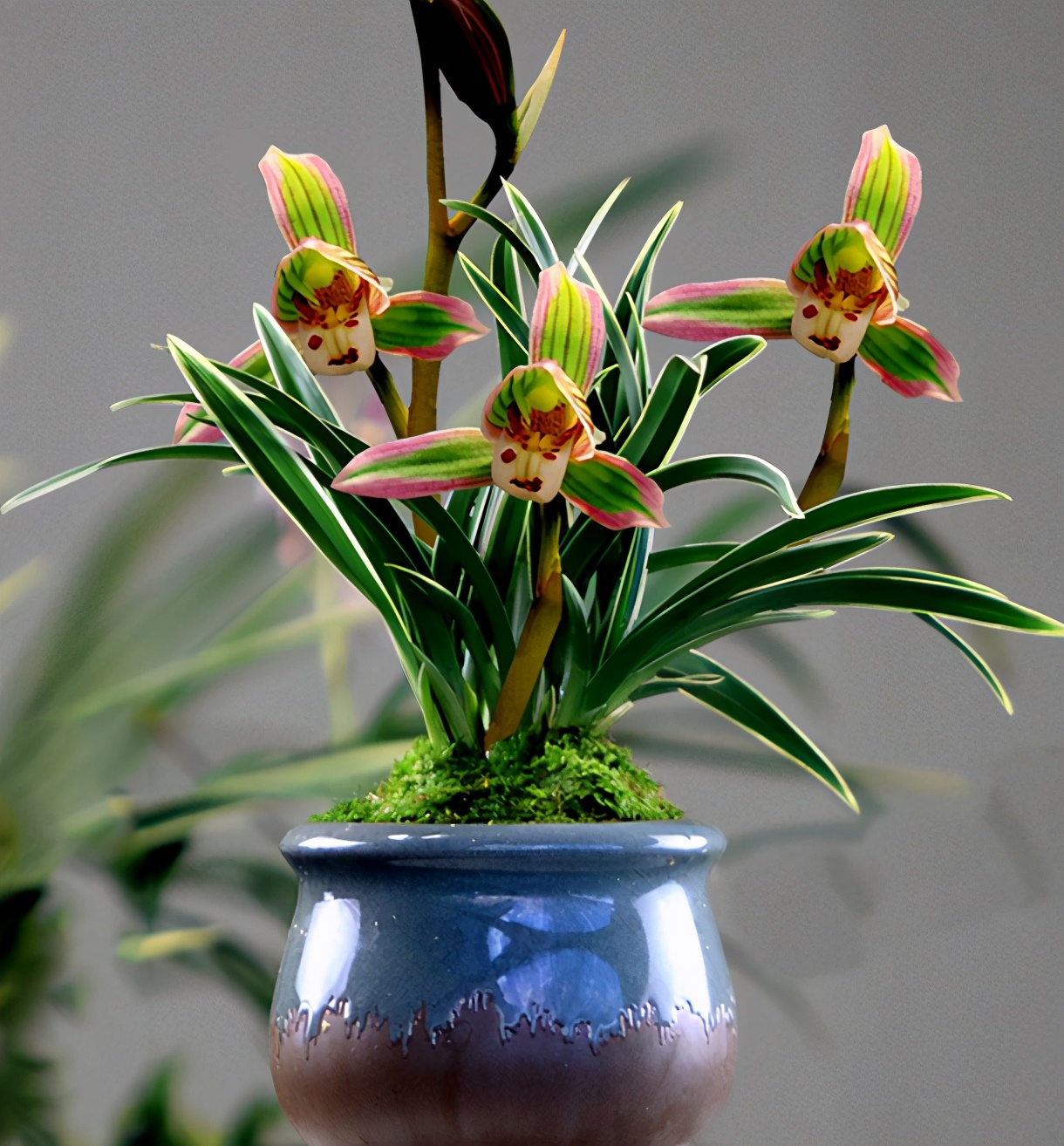 帝王妃兰花是珍稀品种吗,帝王妃兰花喜阴还是喜阳