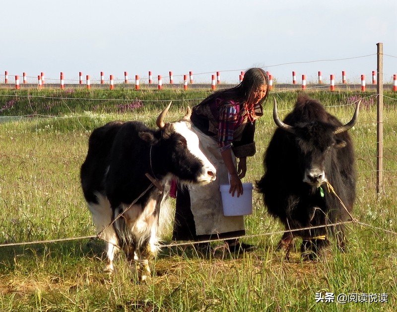 藏地人文风景图,藏域风情图片
