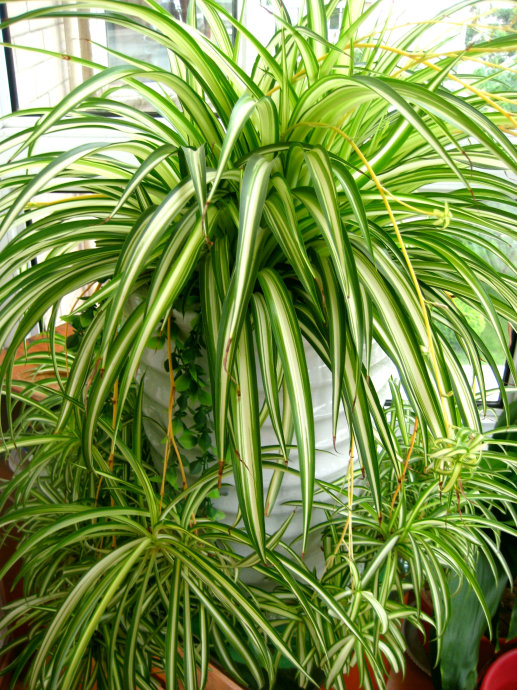 好养的盆栽花卉大全,人养花花