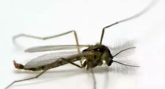 宝宝被蚊虫咬了之后该怎么处理,夏季蚊虫比较多如何避免宝宝被咬