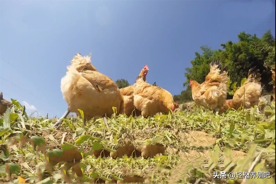 鸡拉白绿色稀便是什么原因,鸡拉白色稀粪便是怎么回事