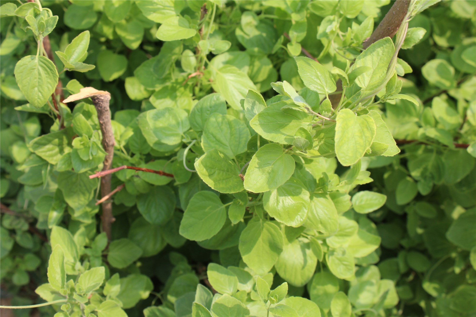 中药材科普及其功效,党参中药简介