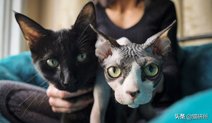 猫咪每天都要舔我脸,猫咪每天要舔自己800次