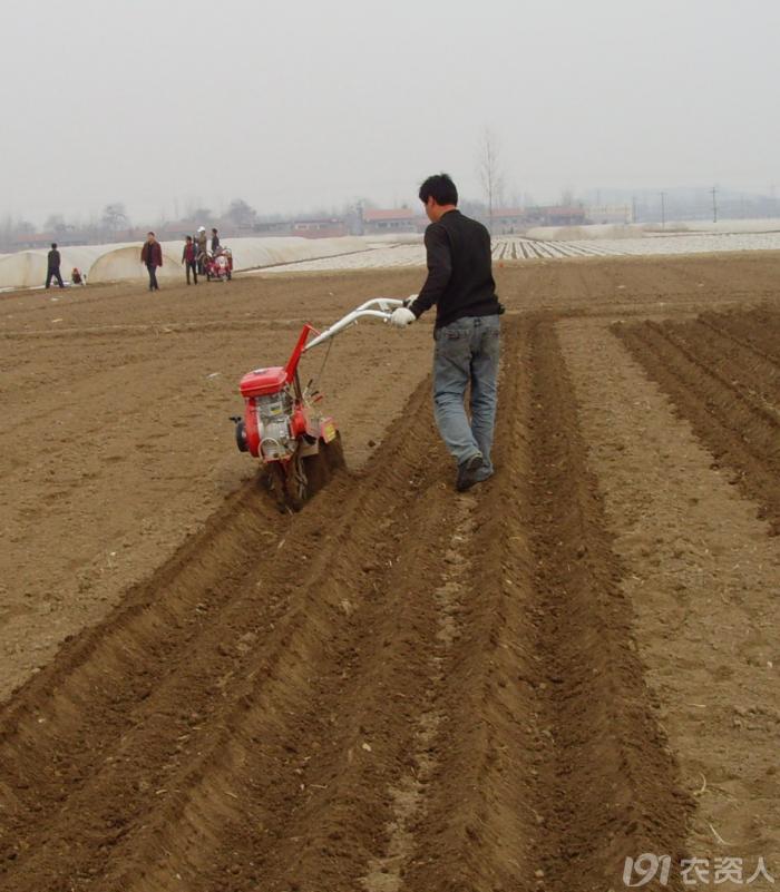 马铃薯组培苗栽培管理技术,马铃薯主要栽培技术
