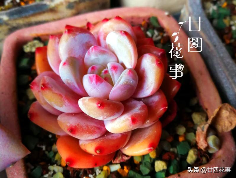 多肉植物如何上色更快呢,多肉植物不上色