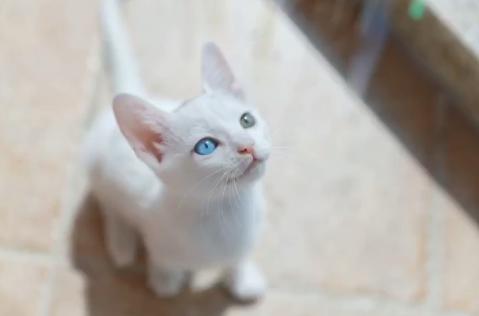 救助流浪猫被粘鼠胶,流浪猫被好心人收养后变成粘人