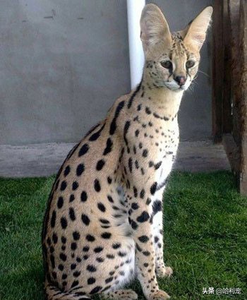 世界上最贵猫品种排行榜,世界上身价最高的猫