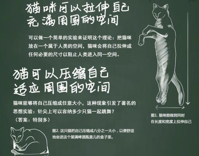 猫是固体还是液体,猫咪究竟是液体还是固体