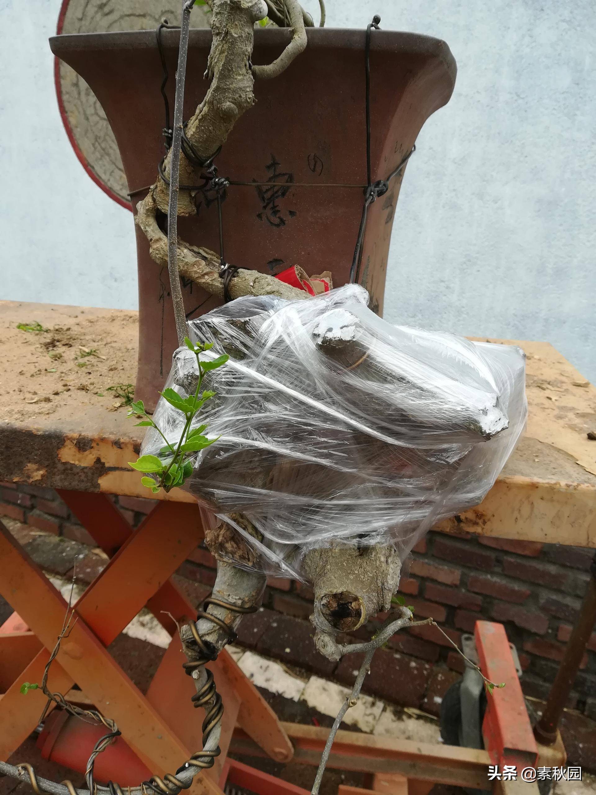 朴树盆景老桩夏季采挖与养坯,各种精品朴树盆景熟桩