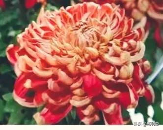 朗读者的心声,随笔朗诵素材