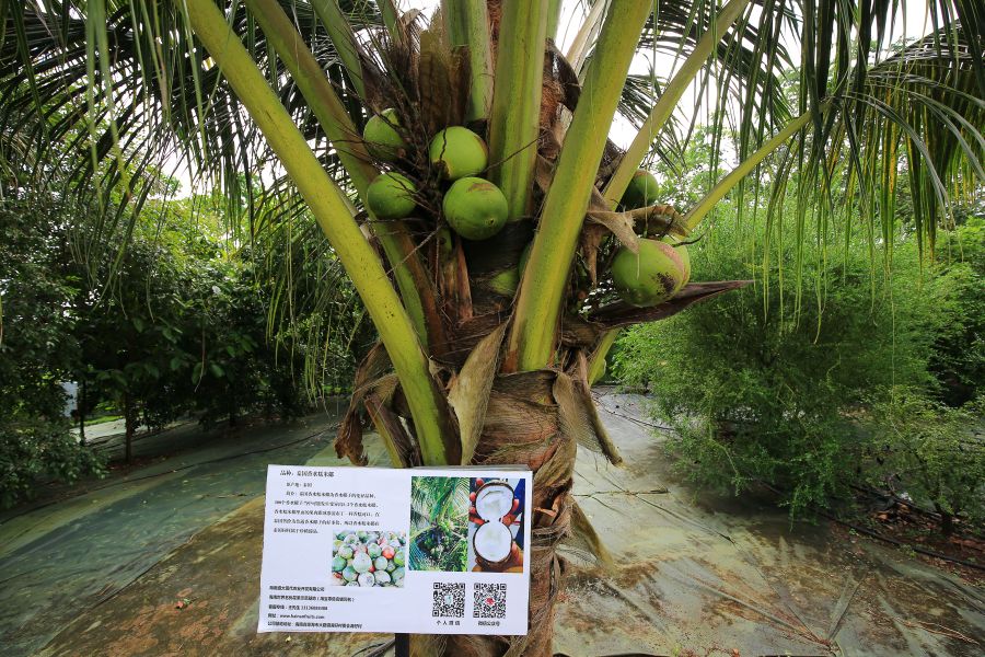 海南黄金百香果纯甜无酸,冰淇淋果图片和营养价值