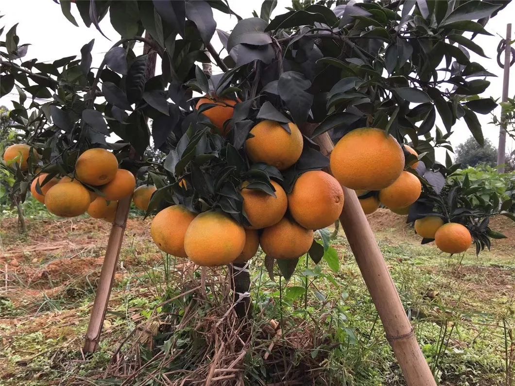 爱媛38为什么这么厉害,爱媛38原产日本什么地方