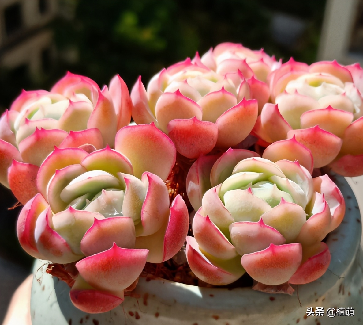 多肉贝瑞变绿爆头还会香吗,多肉贝瑞长了花剑